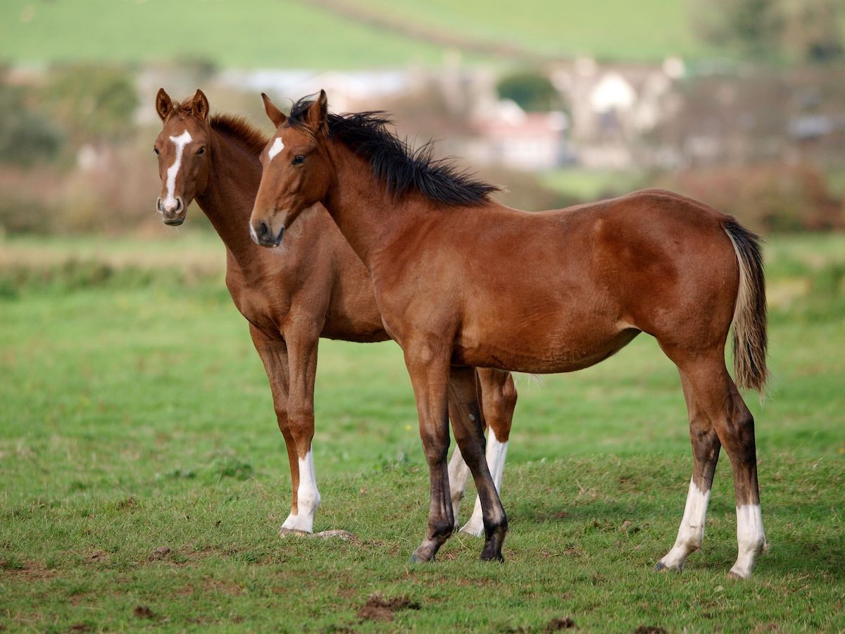 two young horses