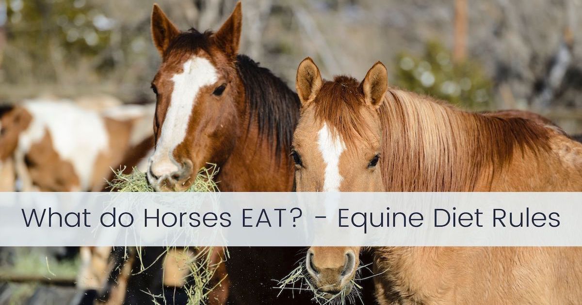what do horses eat