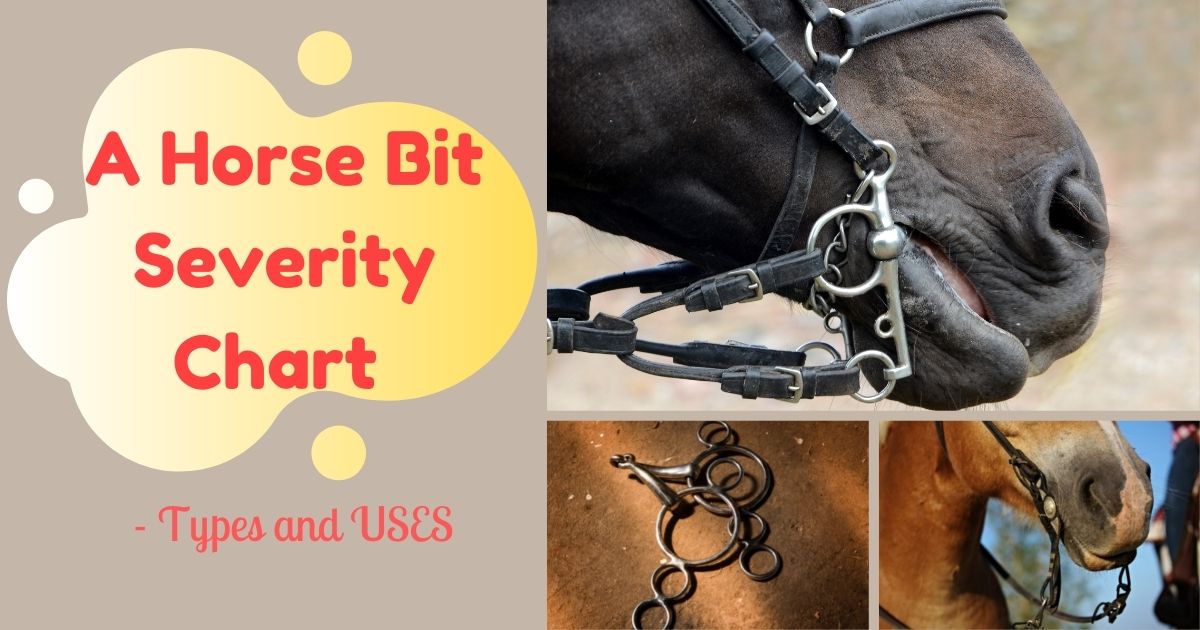 A Horse Bit Severity Chart Types and USES The Horses Guide