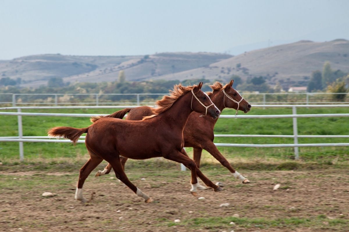 Arabian Horse running 