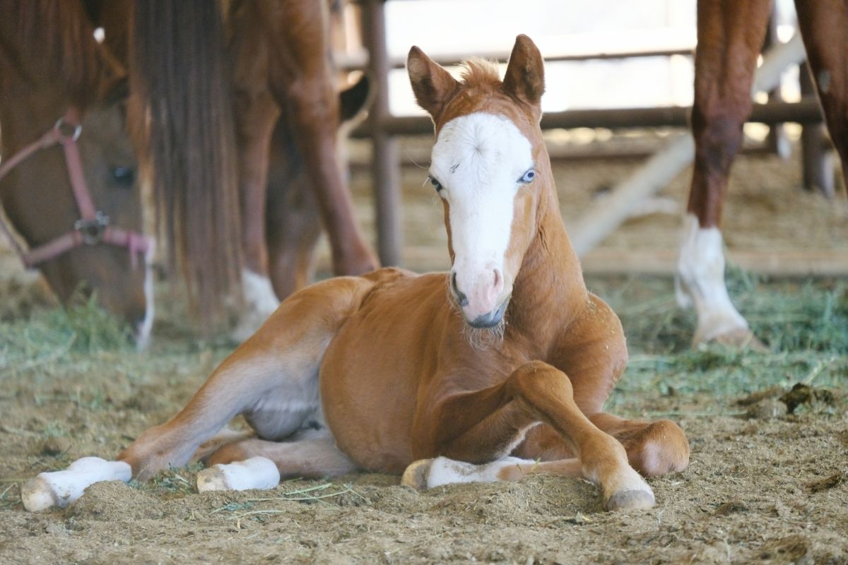 Baby horse relaxing