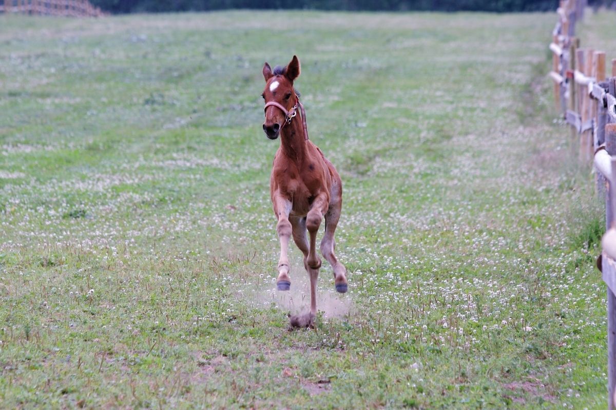 Baby horse running