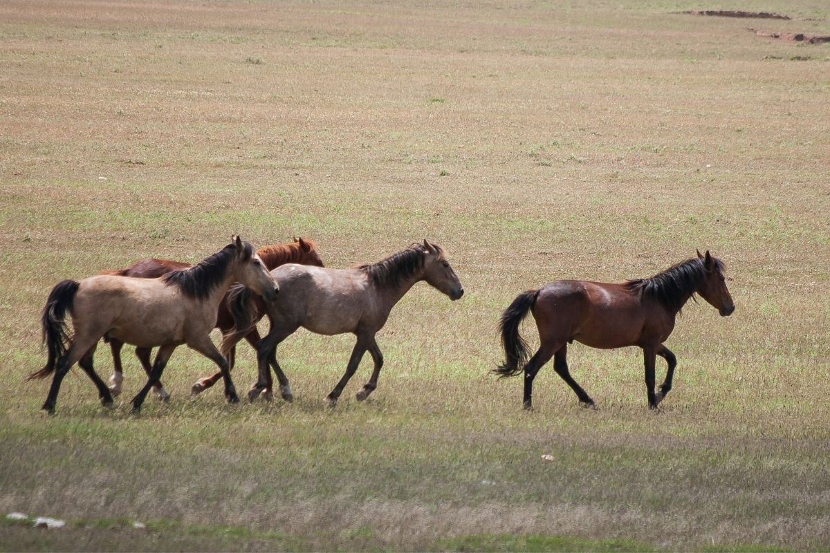 Four wild horses