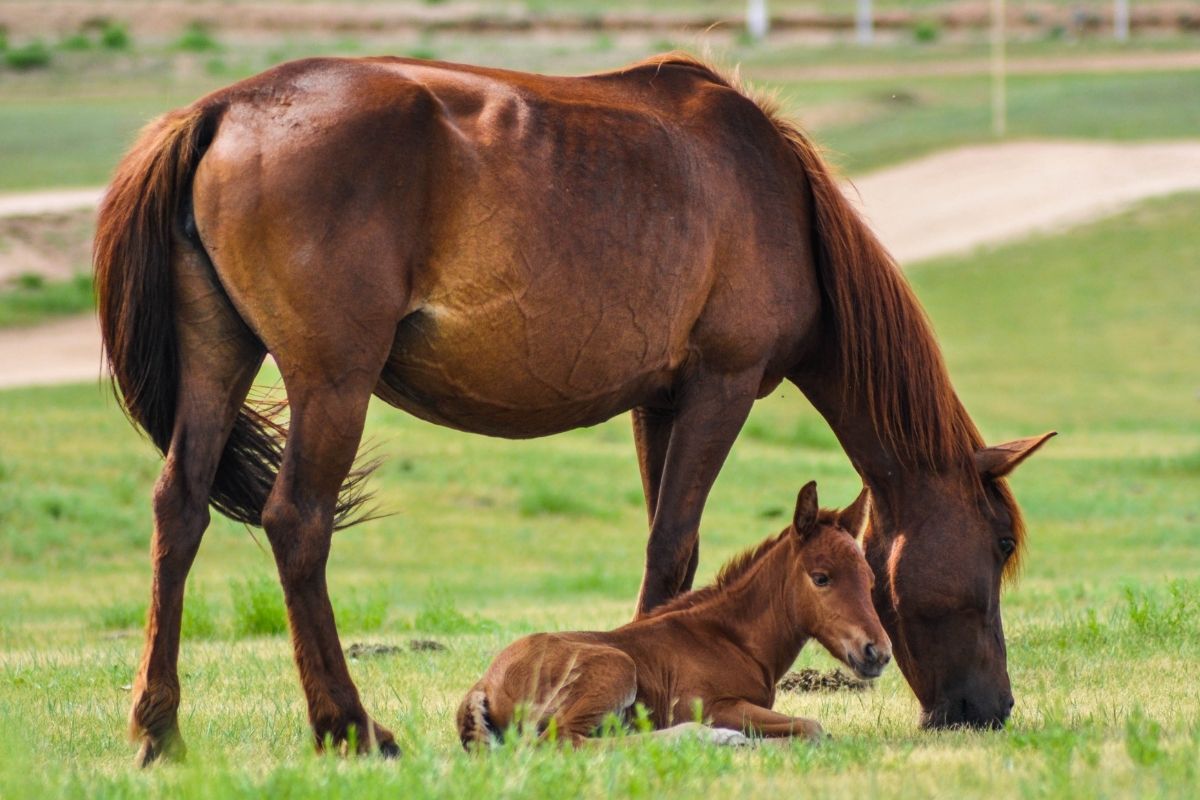 Horse and baby in the Farm