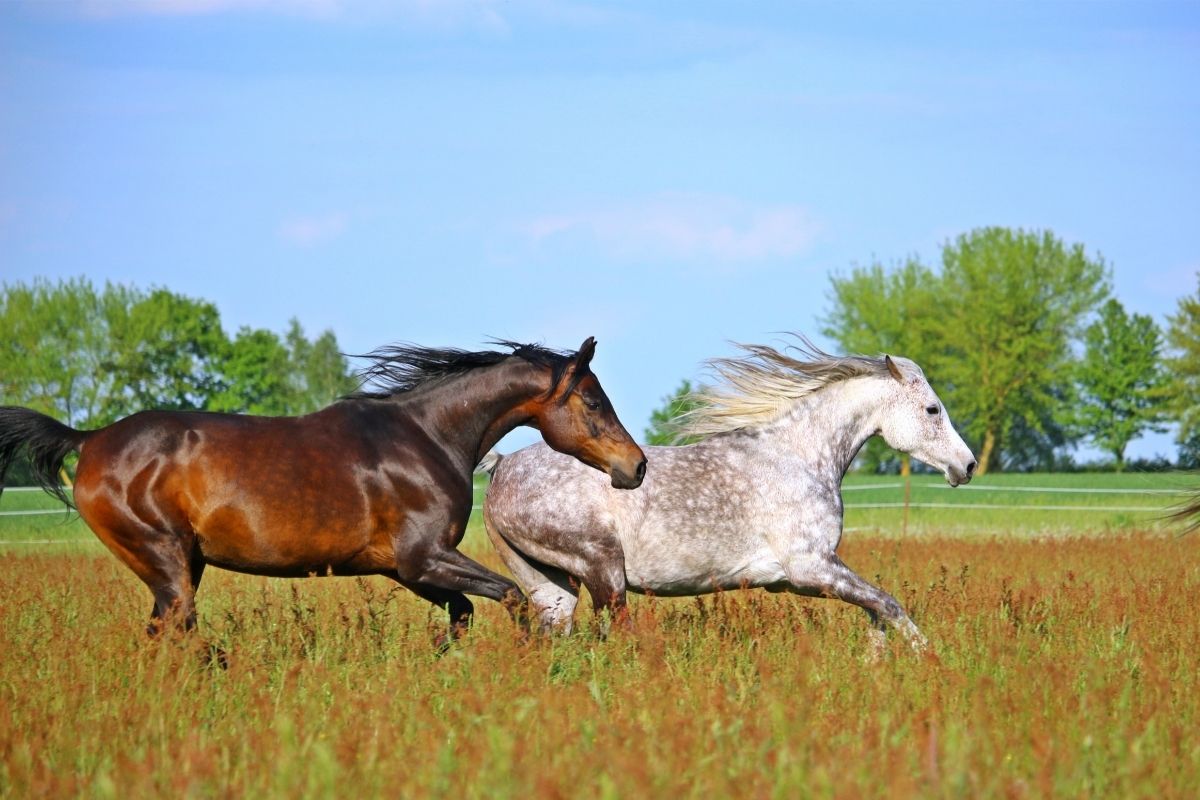 Horses Running in Nature