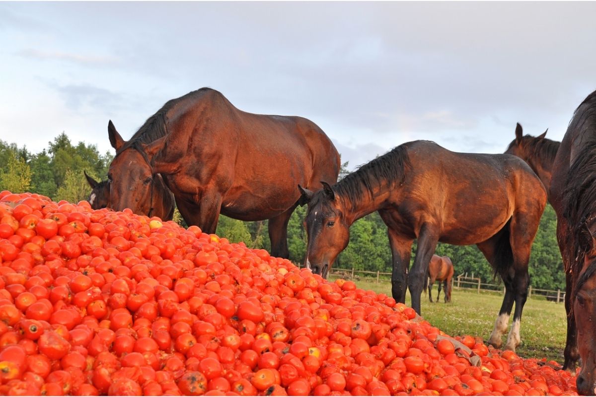 Horses eat a pile of tomato
