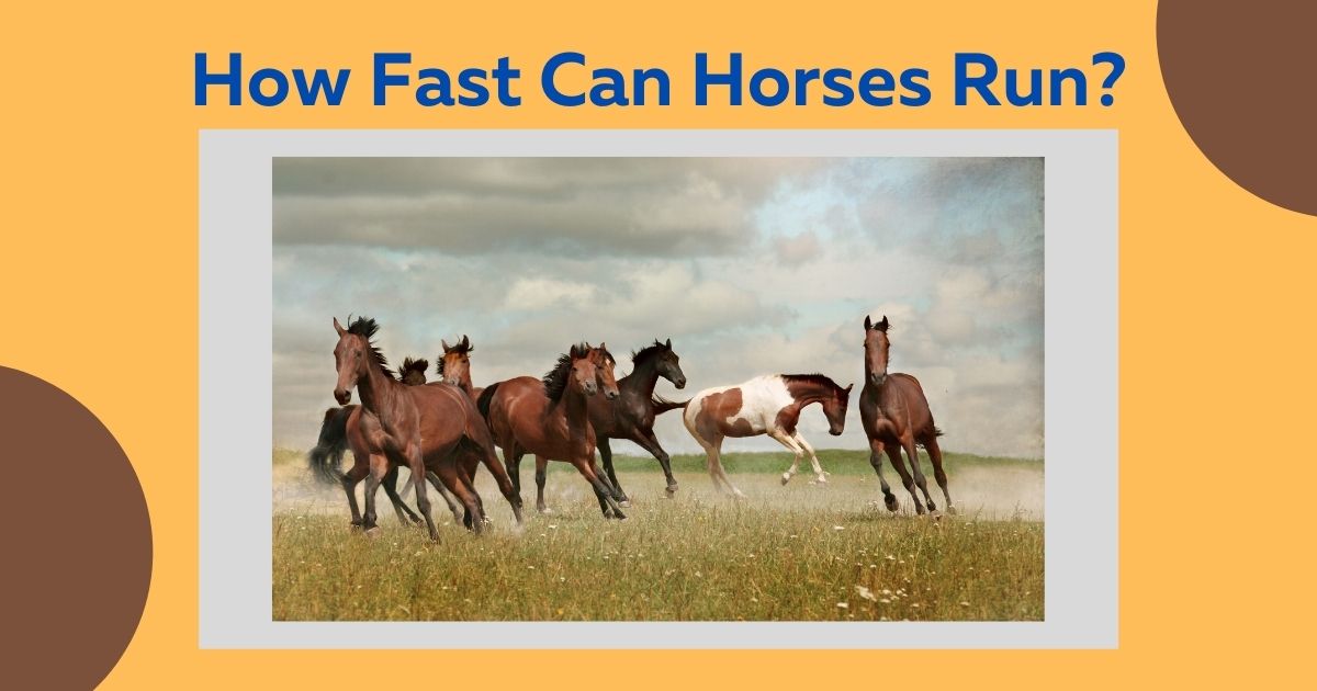 how fast can horses run