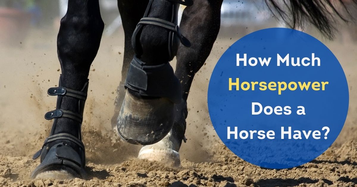 how much horsepower does a horse have