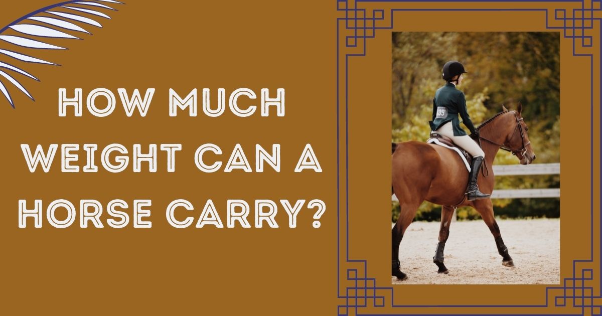 how much weight can a horse carry