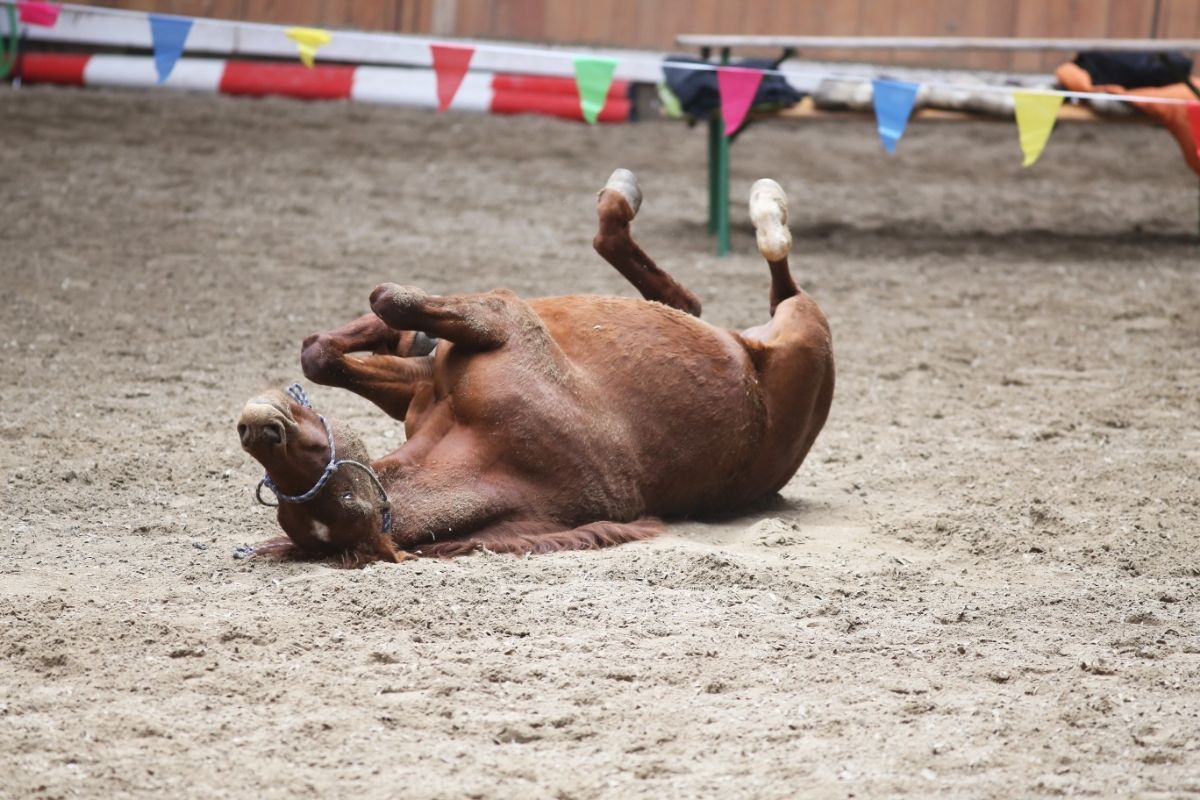 Saddle horse lay on back
