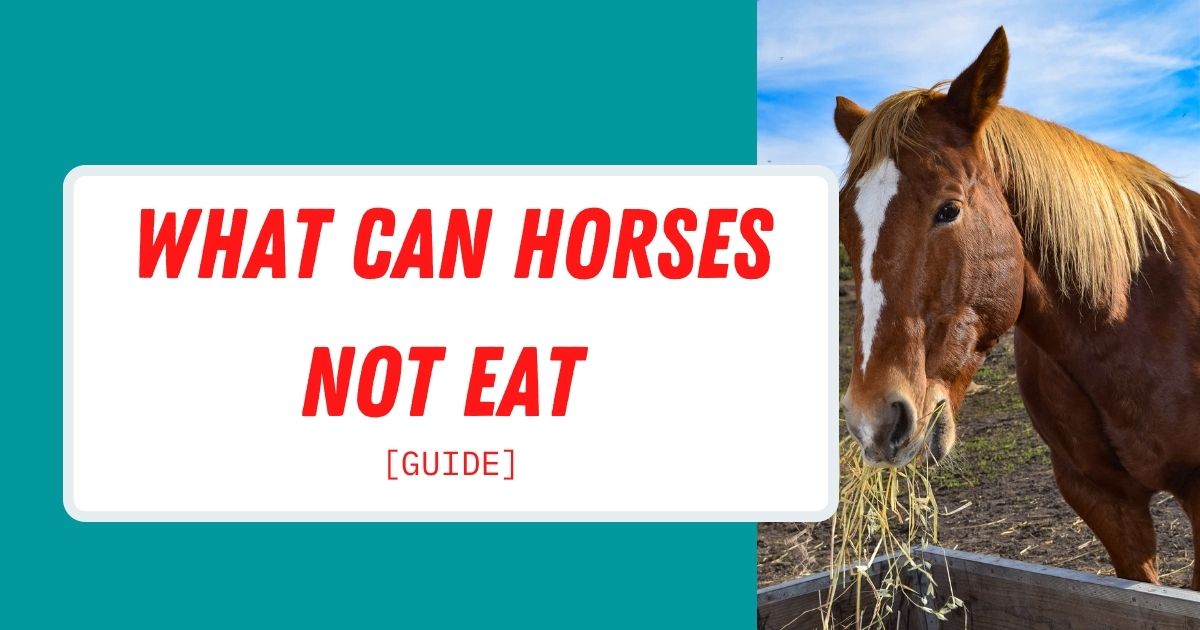 What Can Horses Not Eat