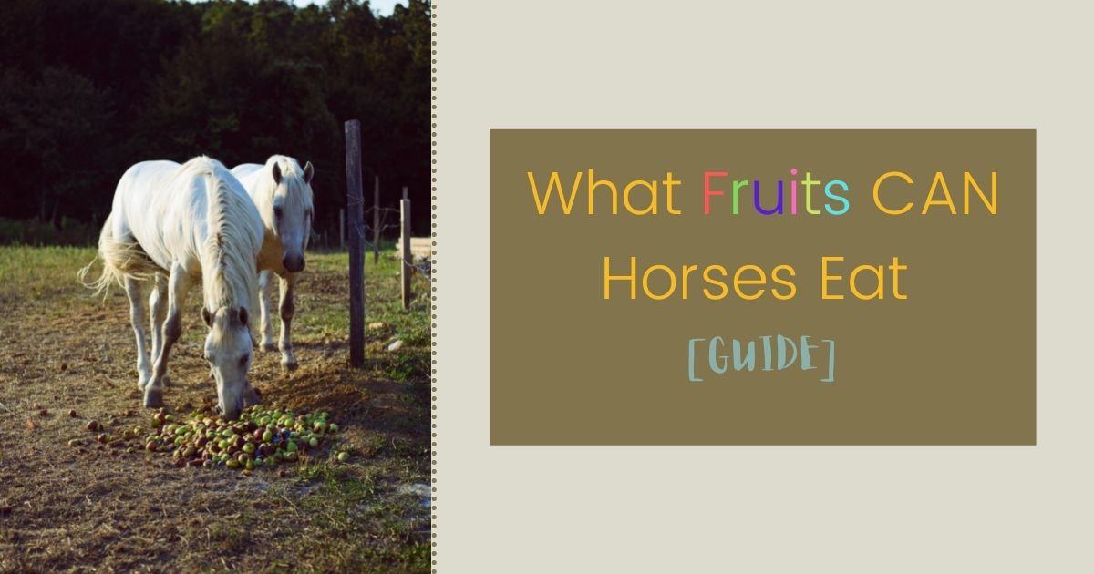 what fruits can horses eat