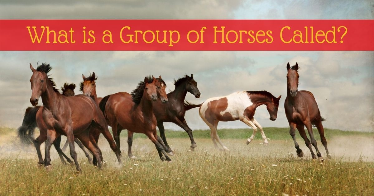 what is a group of horses called