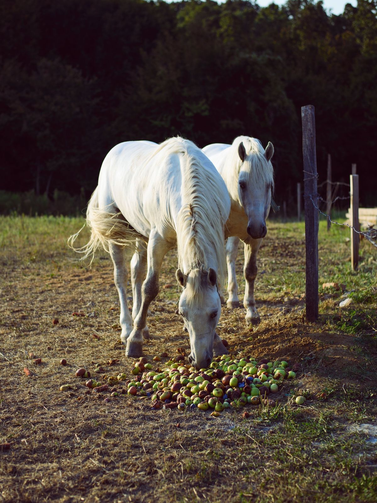 White horses on the field eat apples