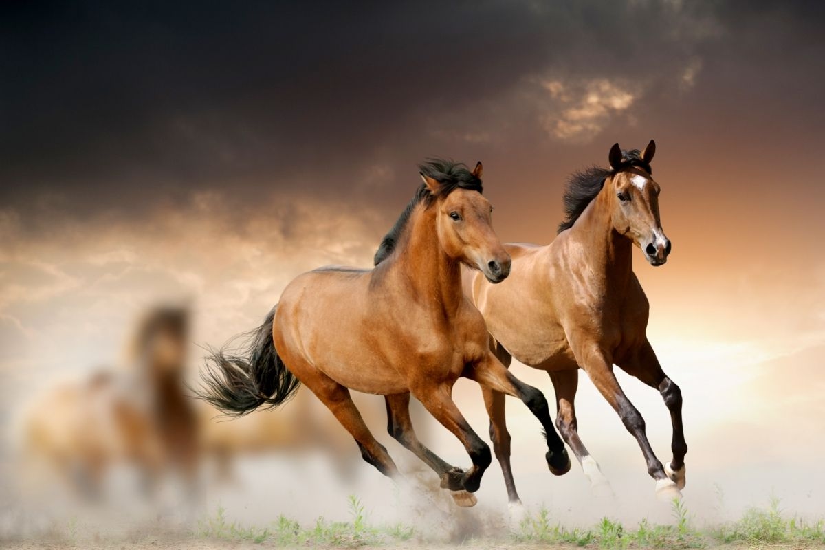 Young horses run