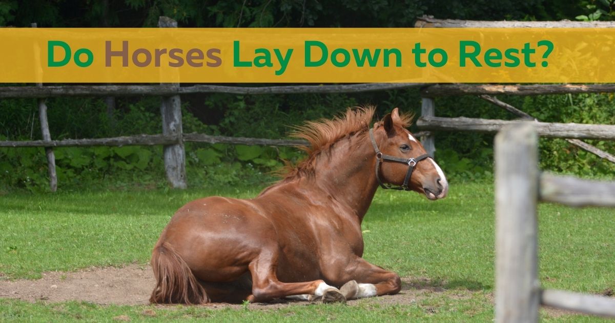 do horses lay down