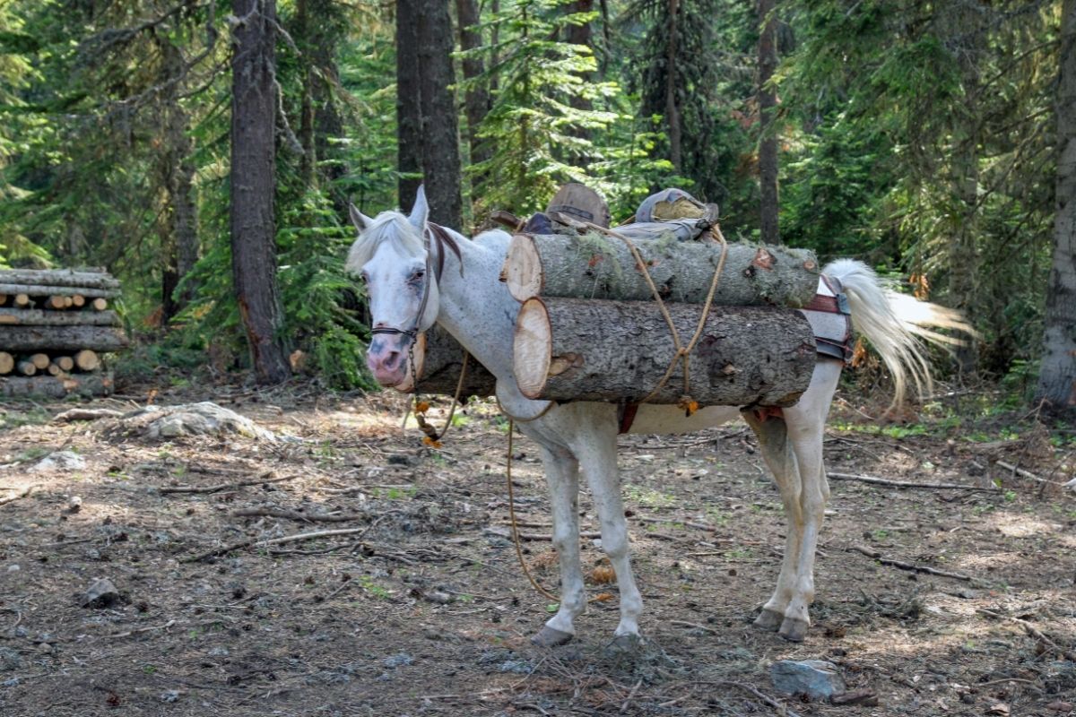 horse carrying trees 