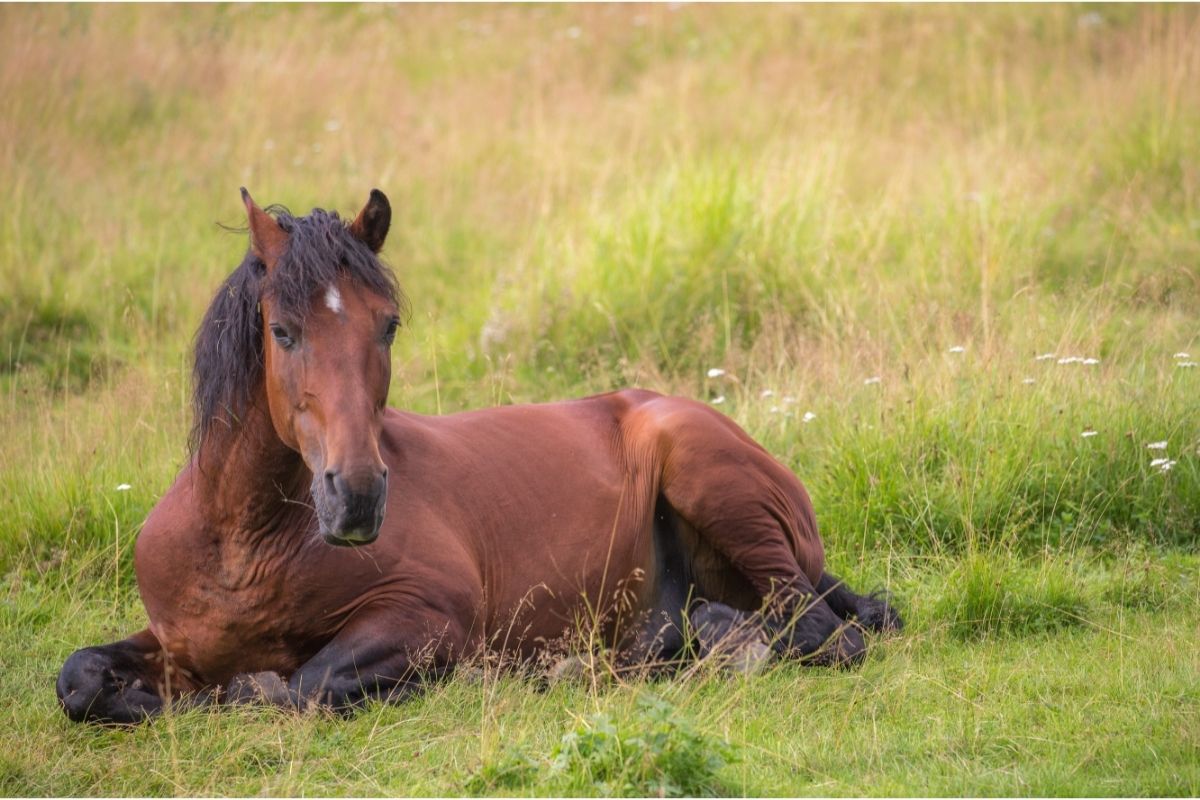 horse laying on the meadow
