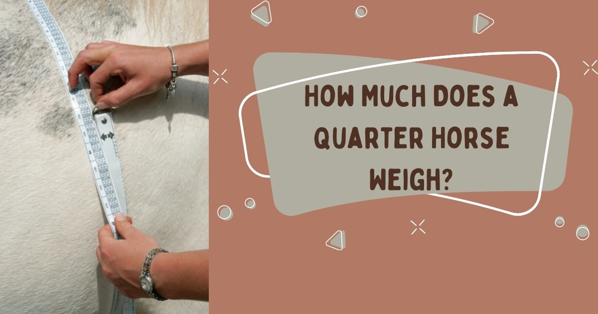 how much does a quarter horse weigh