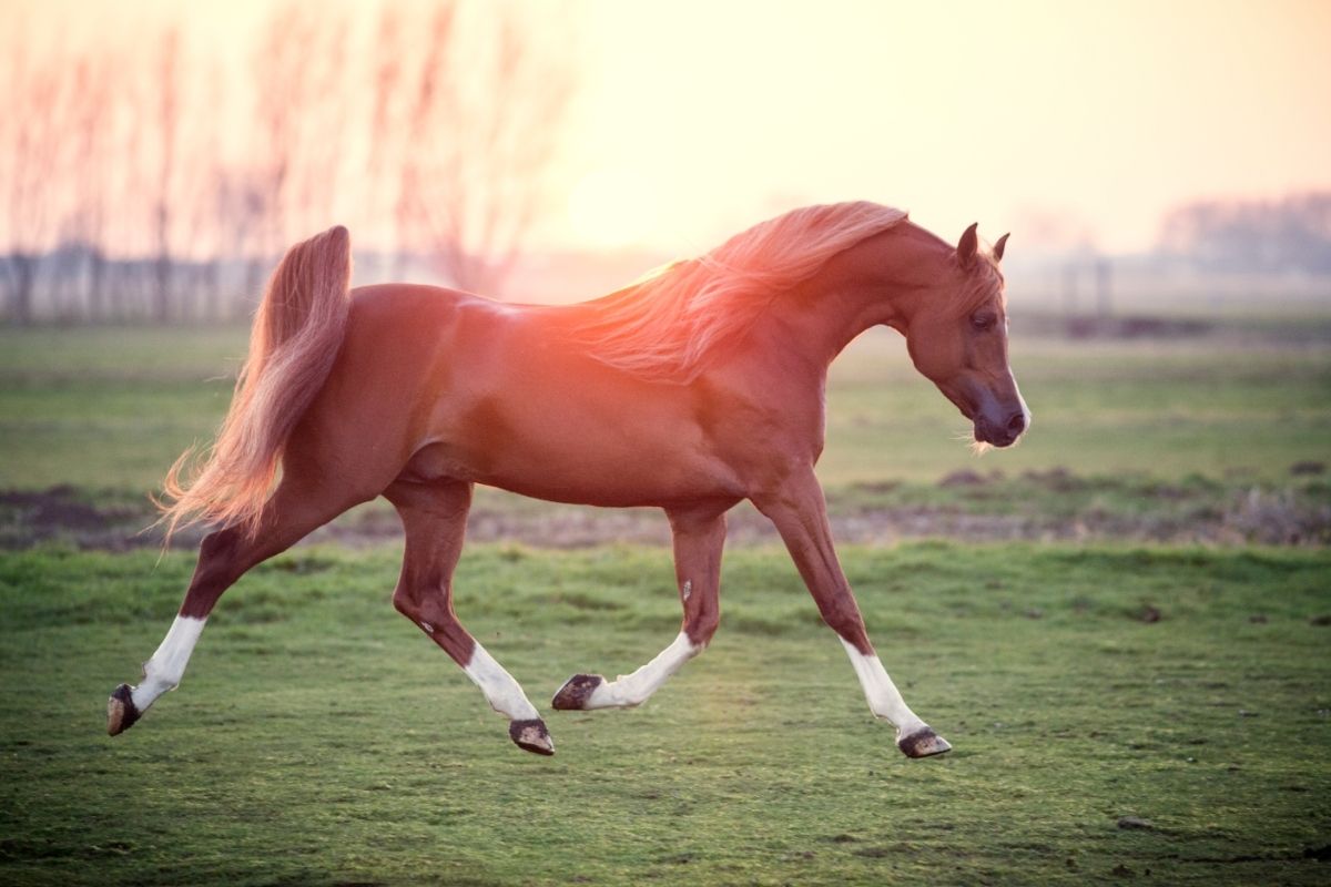 Arabian stallion horse