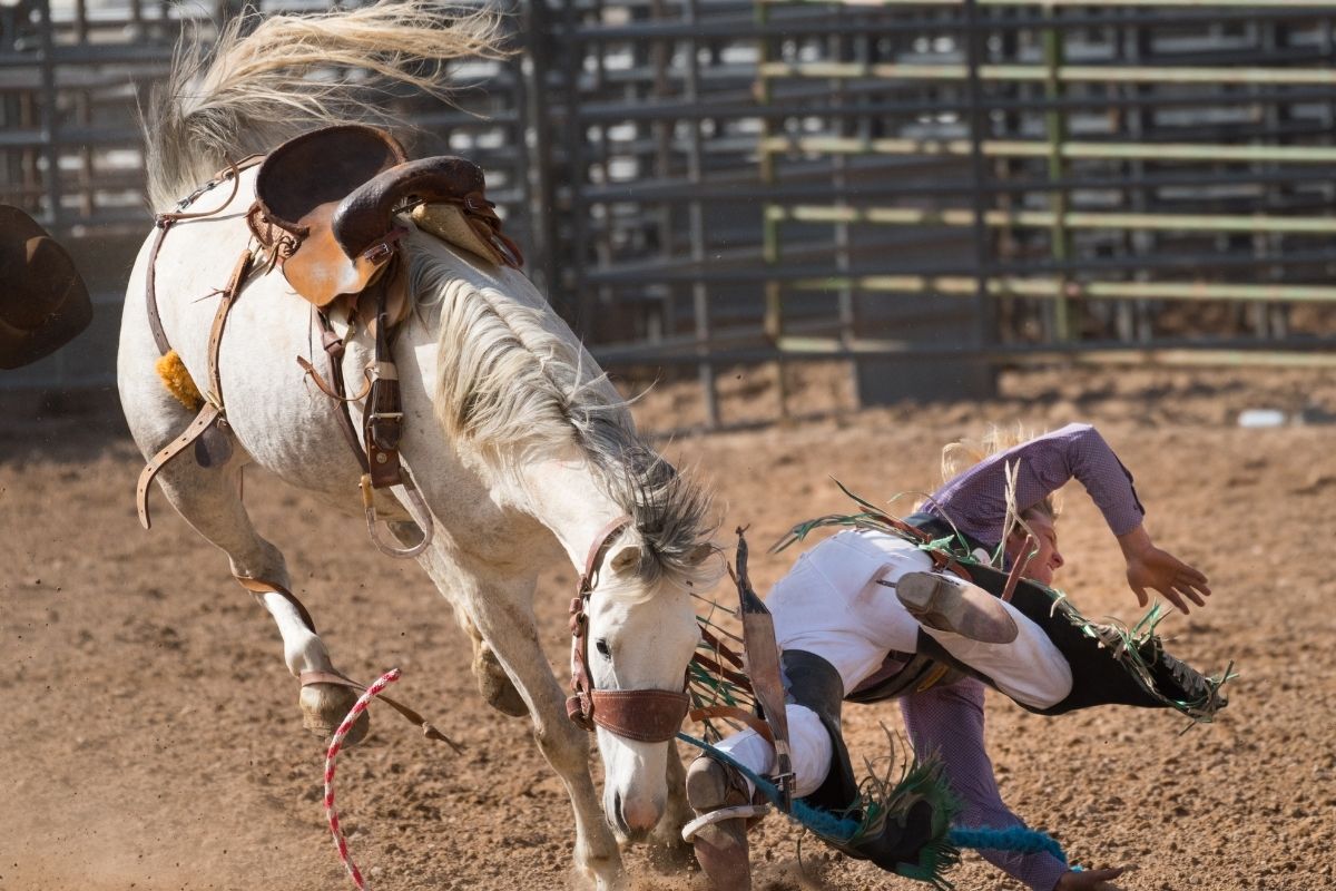 Rodeo cowboy falling off horse