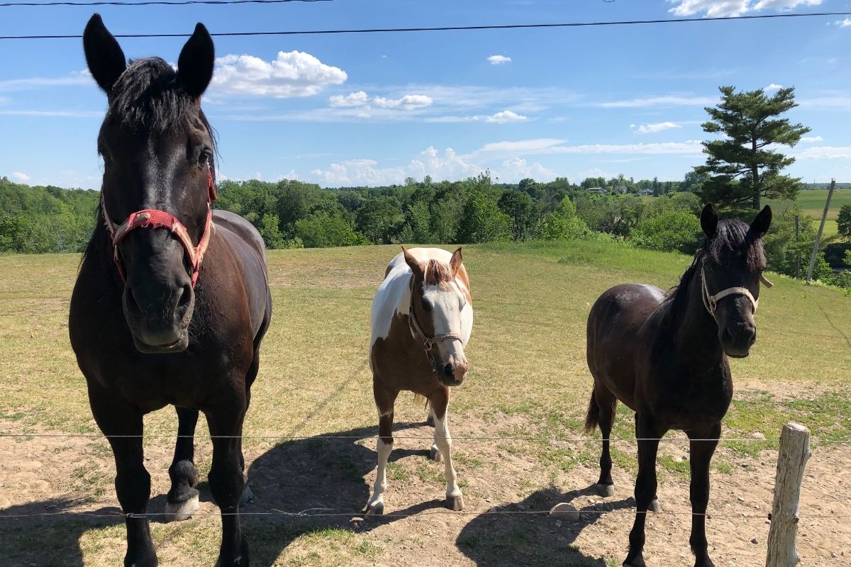 Three horses of different sizes