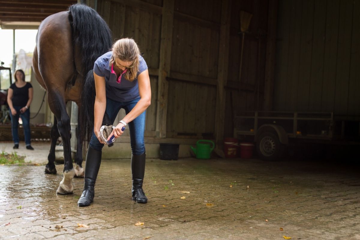 Woman Checking Horse's Hooves