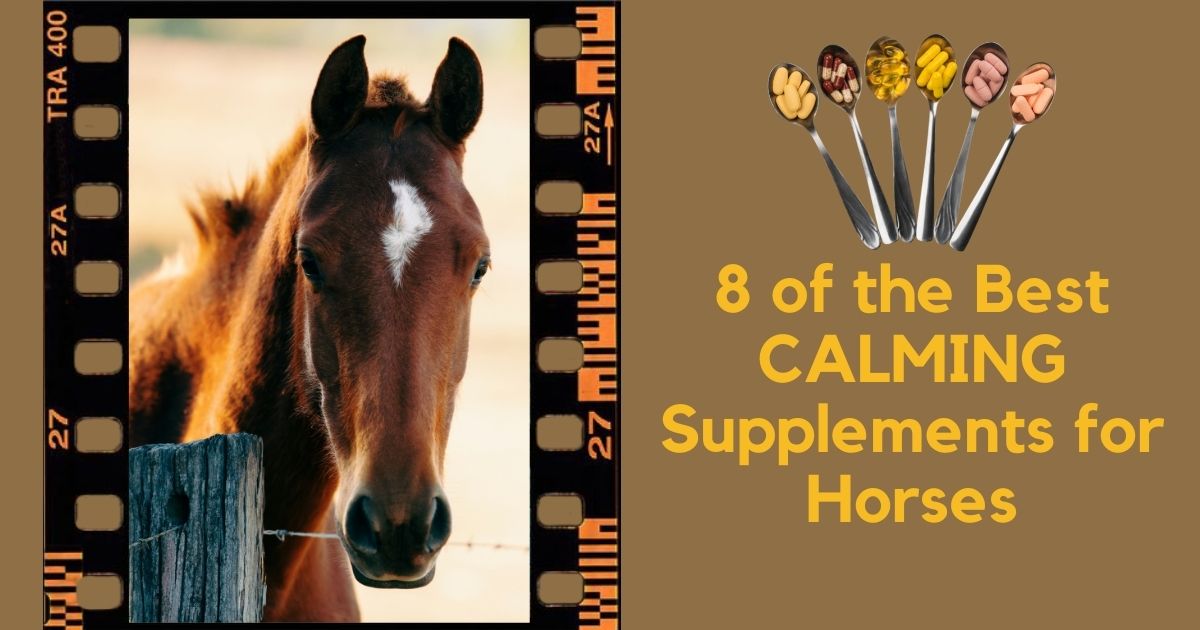 best calming supplements for horses