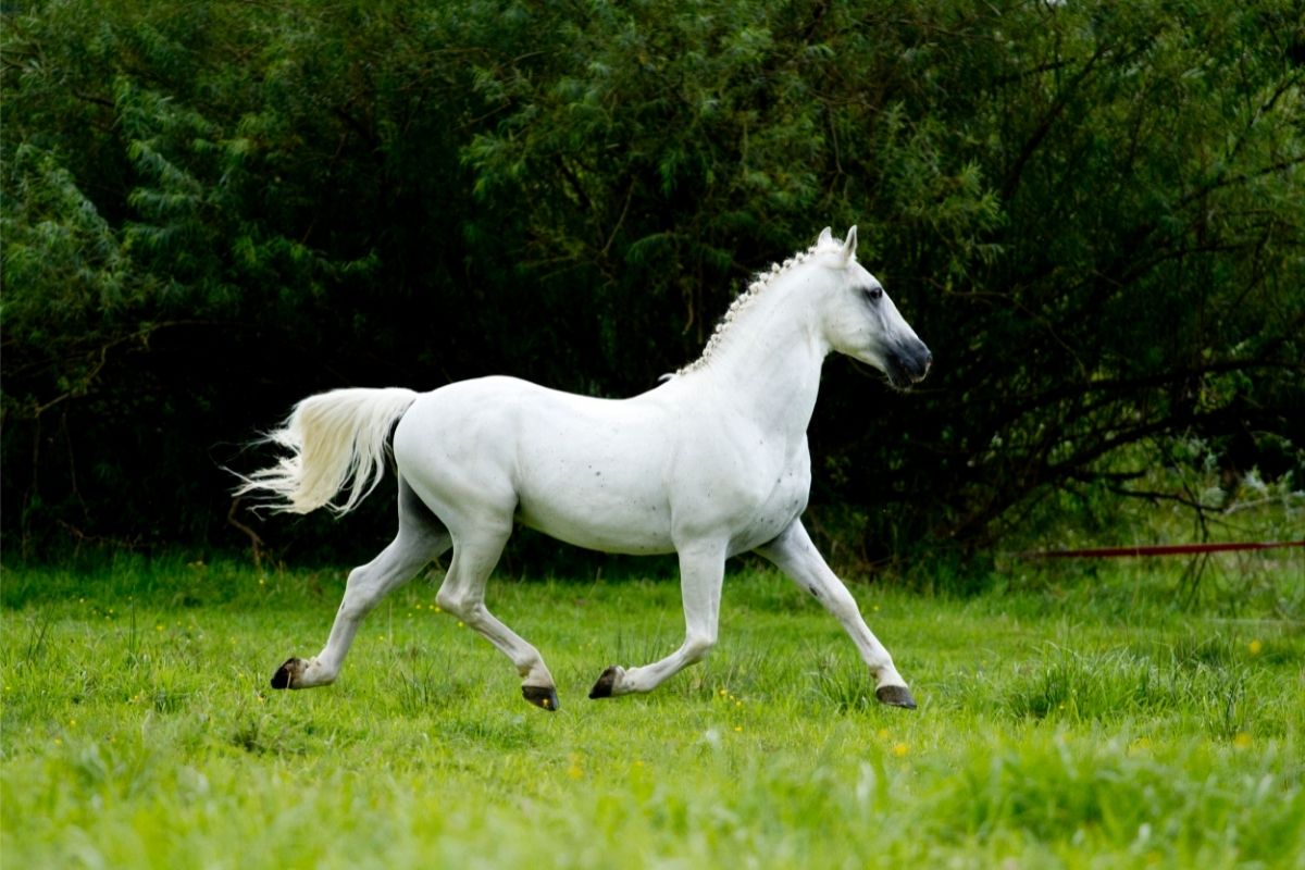 arabian horse running in nature