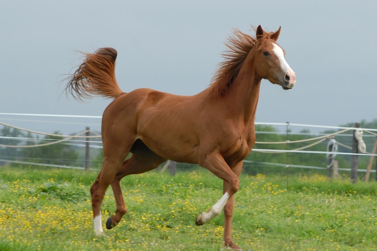 Brown Horse Running