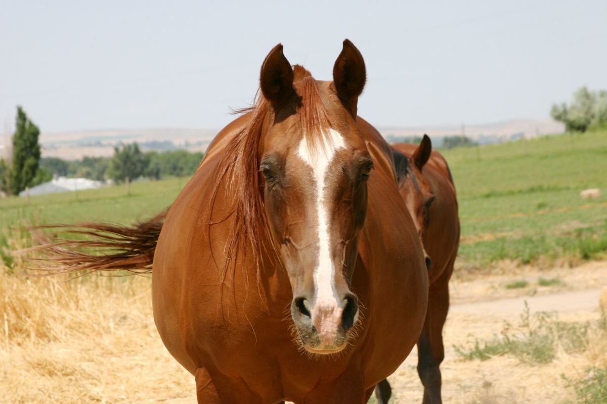 Extremely fat horse
