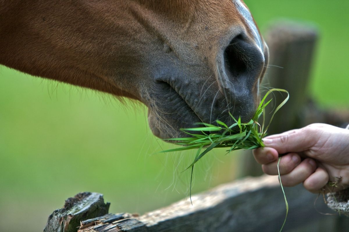Horse Eating grass