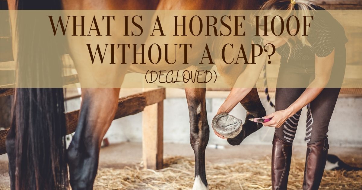 Horse Hoof Without A Cap