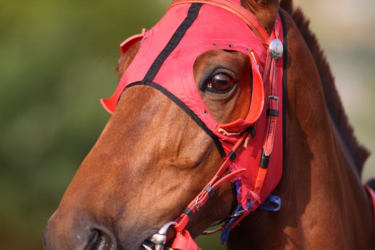 Horse head with Blinders