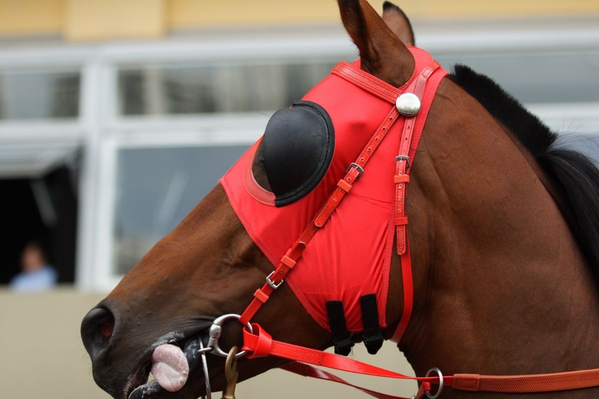 Horse head with Red Blinders