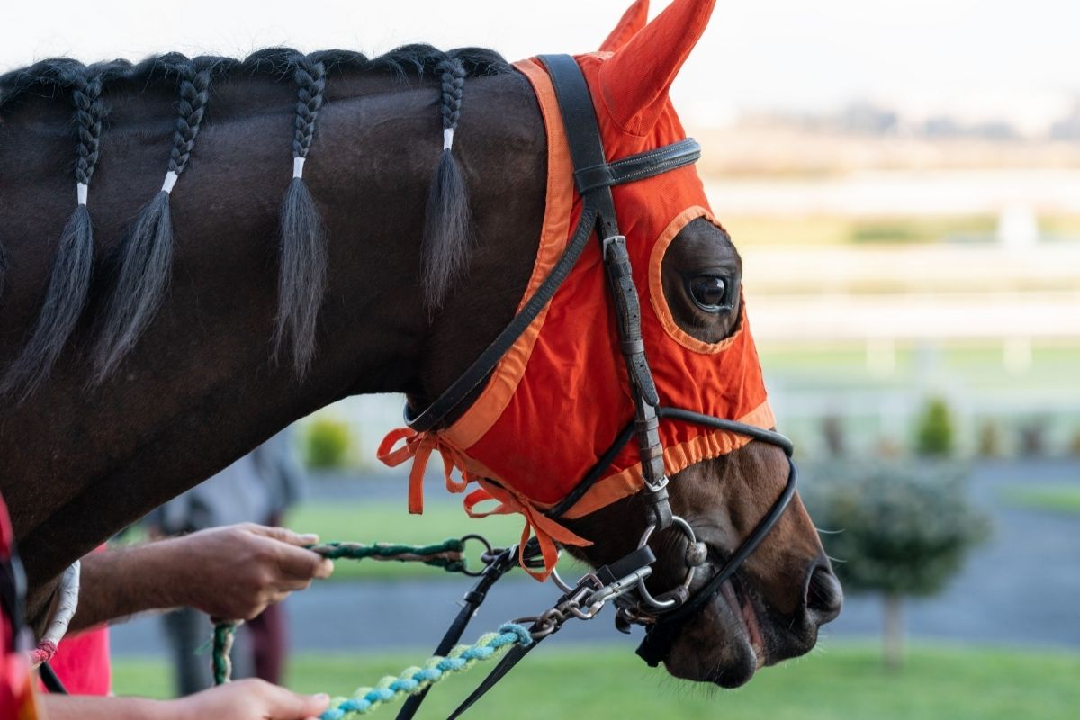 Horse head with orange Blinders