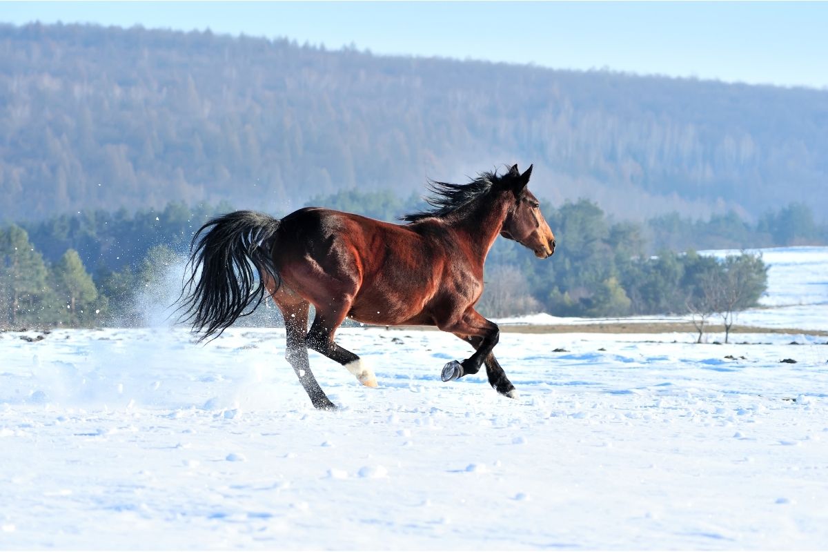 Horse running on snow