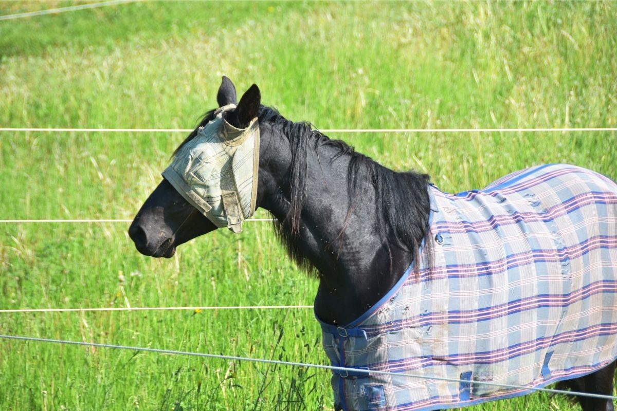Horse with Fly Mask