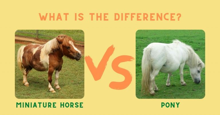 Miniature Horse vs. Pony