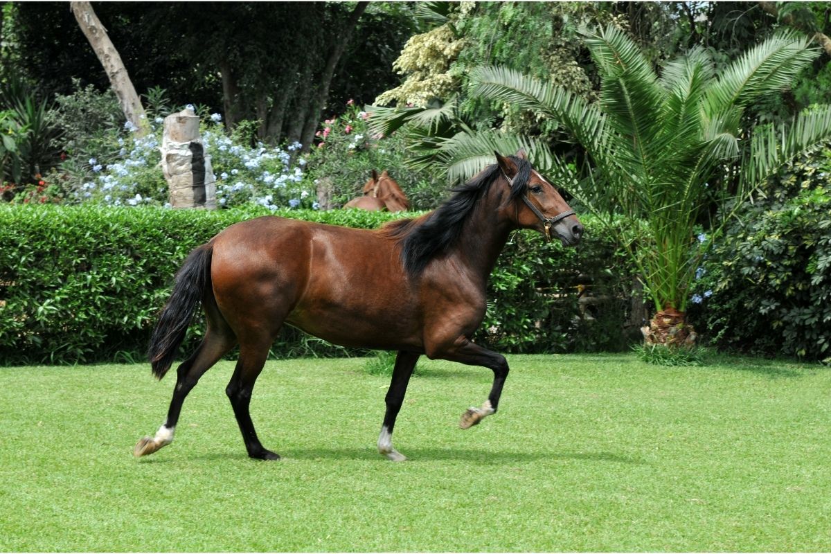 Peruvian horse "Caballo de Paso"