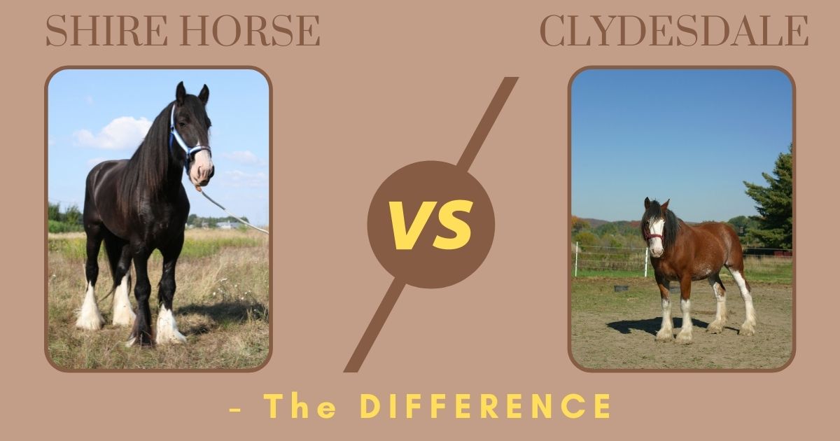 Shire Horse vs. Clydesdale