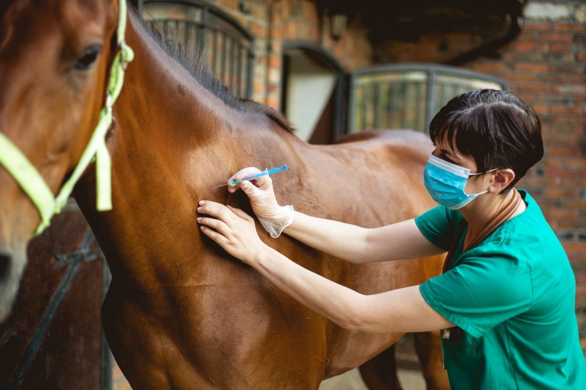 Vet and horse giving injection