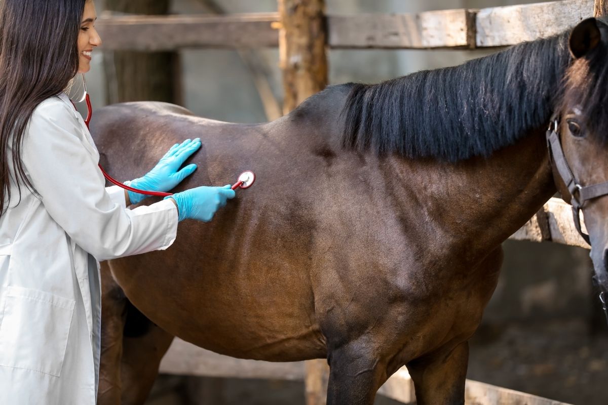 Veterinarian Examining Horse on Farm