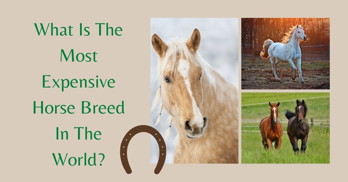 most expensive horse breed in the world