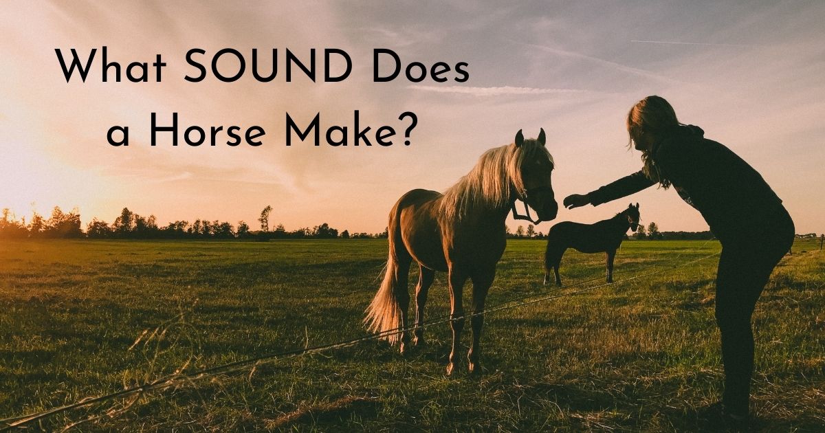 what sound does a horse make