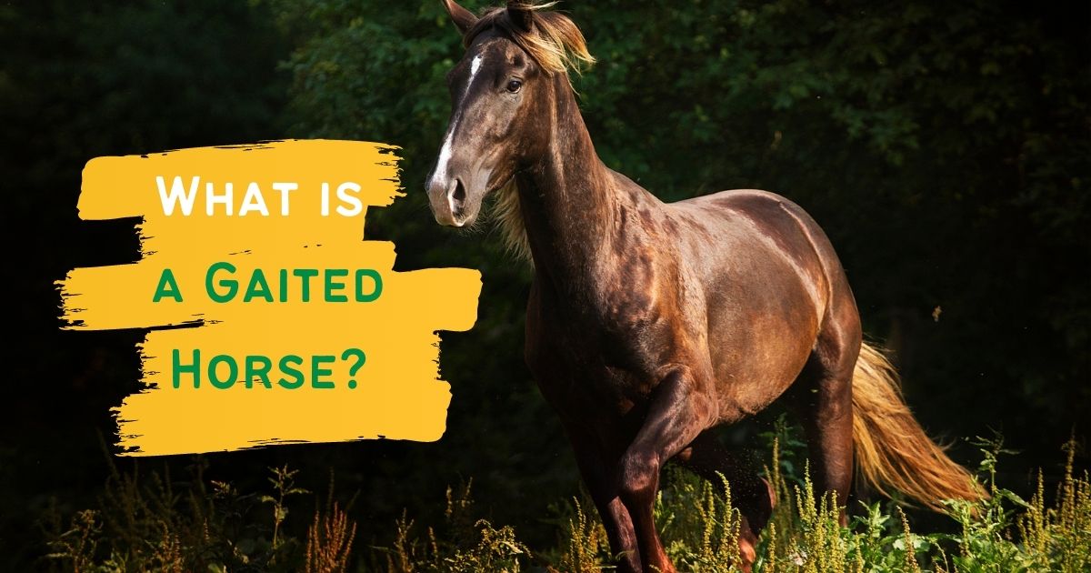 what is a gaited horse