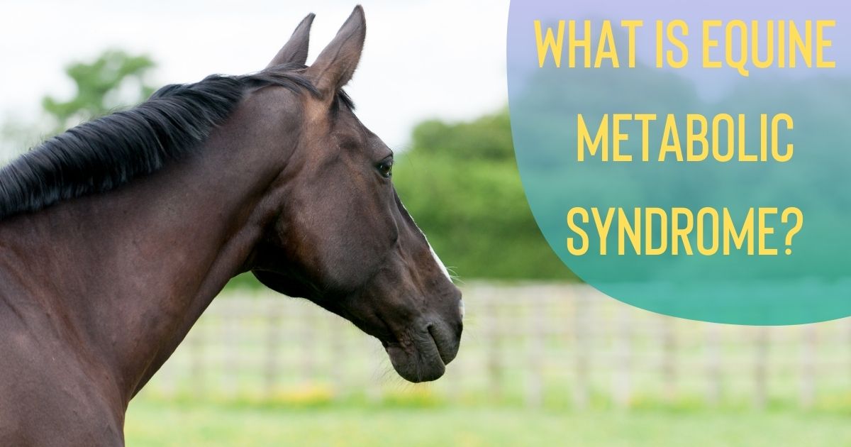 equine metabolic syndrome