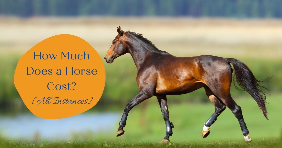 how much does a horse cost