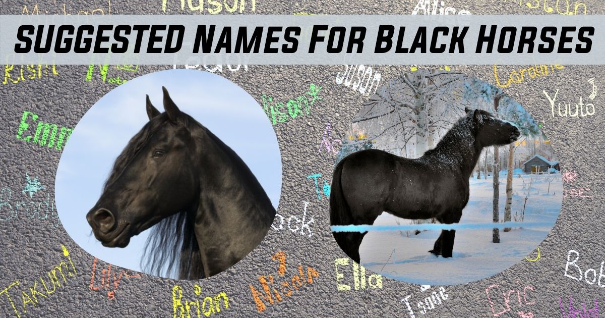 names for black horses
