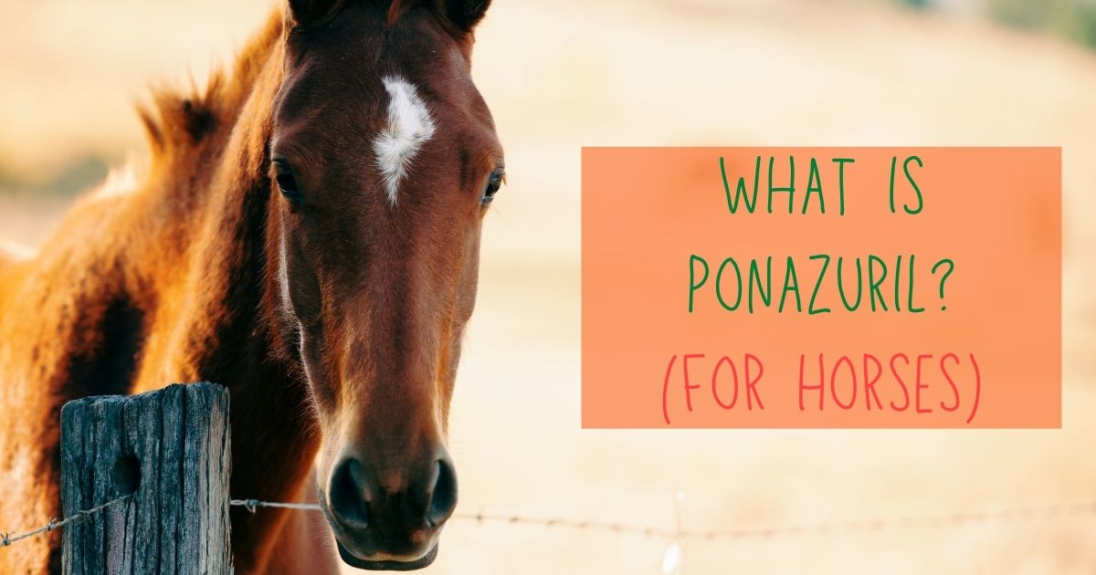 ponazuril for horses